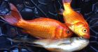 St. Albert guts ponds of invasive 'monster' goldfish