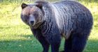 Infamous Banff-area grizzly killed by hunter in B.C.