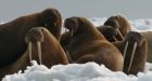 Court settlement pushes U.S. agency to decide if Pacific walrus is threatened species
