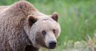 Man expected to make full recovery after predatory attack by 'emaciated' grizzly near B.C.-Yukon border