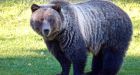 Bear 148 hunter knew bear was wearing tracking collar before kill