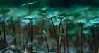 Life on earth began in small ponds: study