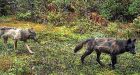 'A very large-scale problem': B.C. sees more than 20,000 human-wildlife conflicts in 2017