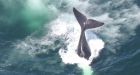 16th North Atlantic right whale found dead off Cape Cod