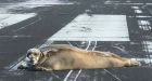 450-pound seal removed from Alaska airport runway