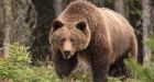 B.C.'s grizzly bear conservation strategy failing, according to new report