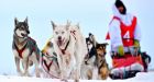 Saint John musher plans epic journey home