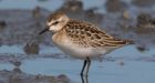 Headwinds caused by warm weather a danger to migratory birds