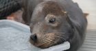 Emaciated sea lion rescued by Vancouver Aquarium 