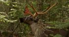 Woodland caribou continue to decline as provinces fail to meet protection deadline