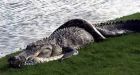 Alligator fights python in front of shocked golfers
