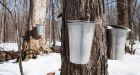 No more pancake syrup' Climate change could bring an end to sugar maples