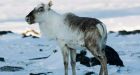 Nunavut community posts bounty on 2 dogs on 'murderous caribou serial killing spree'