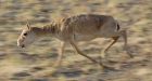 Why 220,000 saiga antelope died suddenly in Kazakhstan in 2015