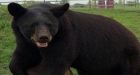 Zoo under investigation after bear makes stop at Dairy Queen