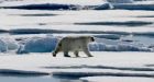 Canada in middle of pack on polar bear protection: World Wildlife Fund