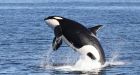 Killer whale freed near Salt Spring, B.C., puts on show for rescuers