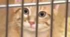 Cats survive in vehicle for 22 days after Edmonton Humane Society forgets them