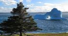 Picture-perfect iceberg dazzles on Newfoundland's Bonavista Peninsula