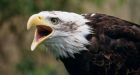 Range of wildlife habitats to be protected in southeastern B.C.