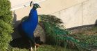Feral peacocks attacking vehicles in Surrey, B.C.