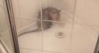 Angry opossum found in B.C. shower wasn't a prank, police say