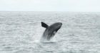 Coast guard crew makes rare sighting of right whale off Haida Gwaii