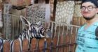 Egypt zoo accused of painting donkey to look like a zebra