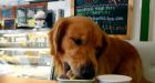 'Grain-free' dog food may be linked to deadly heart disease