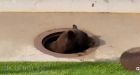 Bear curiously finds itself stuck in Colorado Springs storm drain, requires rescue