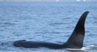 'Weird whale' draws hundreds to B.C. shore