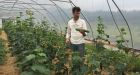 Pay-to-grow produce program a win for Alberta farmers, consumers