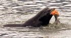 B.C. group wants to kill the seals to save the whales