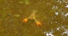 Huge fish kill near Langley hatchery another blow to conservation group