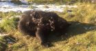 Hunt on for person or persons responsible for killing two Alberta grizzly bears