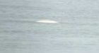 'Beluga whale' spotted in the Thames off Gravesend