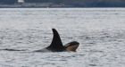 Another endangered killer whale off West Coast has lost weight: NOAA