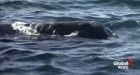 Endangered sei whales spotted in Canadian waters for first time since 1960s