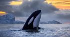 Killer whale populations under threat of collapse, says study