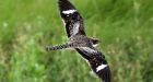 Scientists track nighthawks' migration route in search of clues to species' steep decline