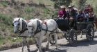 Documentary chronicles near-fatal 200 km journey by horse and wagon