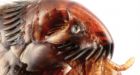 Downtown Los Angeles hit with outbreak of flea-borne typhus