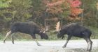Moose fight! New Brunswick man films rarely seen spectacle