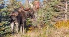 'Aggressive moose behaviour' shuts down trail at Cape Breton Highlands park