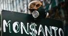 Bayer feels the pain of Monsanto takeover after US Roundup ruling
