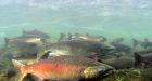 Half of B.C.'s chinook populations are endangered, scientists say