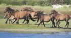 What is killing Sable Island's horses'