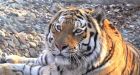 Russia's 'fairy tale' Siberian tigers beating long odds for a comeback