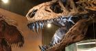 Alberta paleontologists confirm Scotty is worlds biggest Tyrannosaurus rex