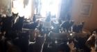 More than 300 cats found in single Toronto apartment